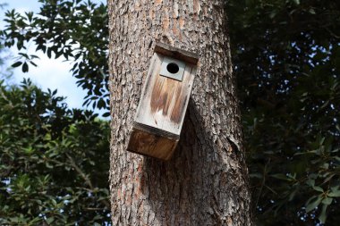 Ağaç kabuğu dokusu. İsrail 'in sıcak astropikal ikliminin odunu