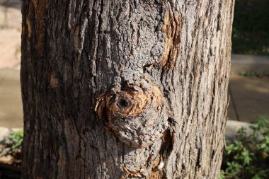 Ağaç kabuğu dokusu. İsrail 'in sıcak astropikal ikliminin odunu