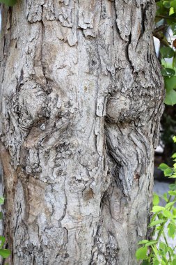 Ağaç kabuğu dokusu. İsrail 'in sıcak astropikal ikliminin odunu