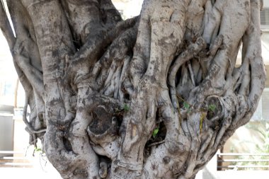 Ağaç kabuğu dokusu. İsrail 'in sıcak astropikal ikliminin odunu