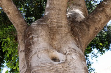 Ağaç kabuğu dokusu. İsrail 'in sıcak astropikal ikliminin odunu