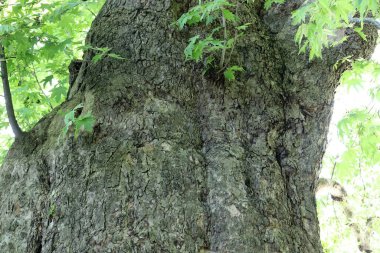 Ağaç kabuğu dokusu. İsrail 'in sıcak astropikal ikliminin odunu