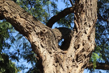 Ağaç kabuğu dokusu. İsrail 'in sıcak astropikal ikliminin odunu