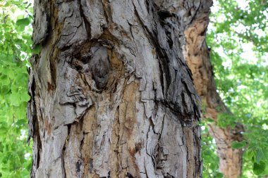 Ağaç kabuğu dokusu. İsrail 'in sıcak astropikal ikliminin odunu