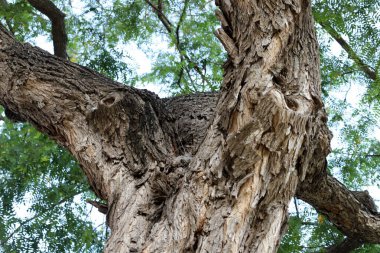 Ağaç kabuğu dokusu. İsrail 'in sıcak astropikal ikliminin odunu