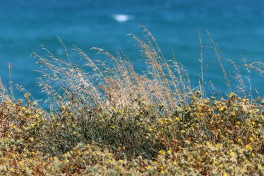 Kuzey İsrail 'deki Akdeniz kıyıları
