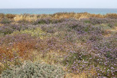 Kuzey İsrail 'deki Akdeniz kıyıları