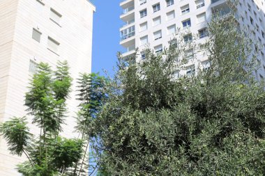 Şehir, yüksek ağaçların arka planına karşı