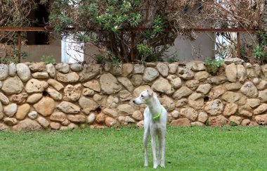 Köpek şehir parkında yürüyor.