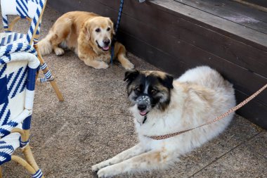 Köpek şehir parkında yürüyor.