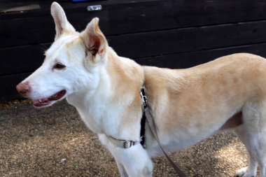 Köpek şehir parkında yürüyor.