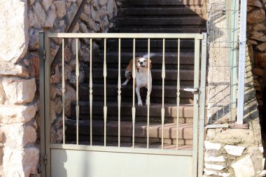 Köpek şehir parkında yürüyor.