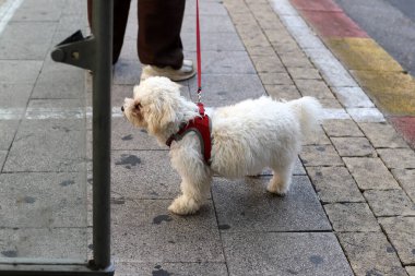 Köpek şehir parkında yürüyor.