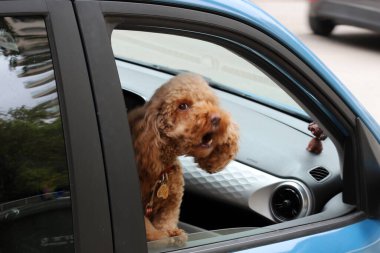 Köpek şehir parkında yürüyor.