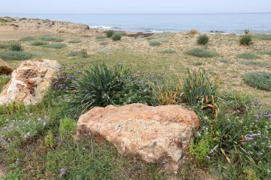 Akdeniz kıyısındaki bir şehir parkında büyük taşlar
