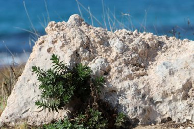 Akdeniz kıyısındaki bir şehir parkında büyük taşlar