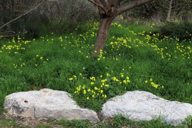Akdeniz kıyısındaki bir şehir parkında büyük taşlar
