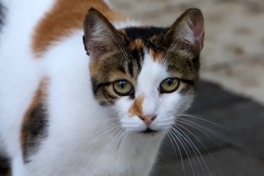 Tel Aviv 'de sokakta evsiz bir kedi..