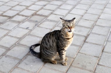 Tel Aviv 'de sokakta evsiz bir kedi..