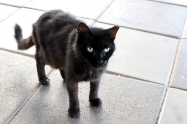 Tel Aviv 'de sokakta evsiz bir kedi..