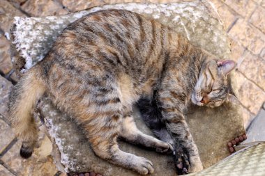 Tel Aviv 'de sokakta evsiz bir kedi..