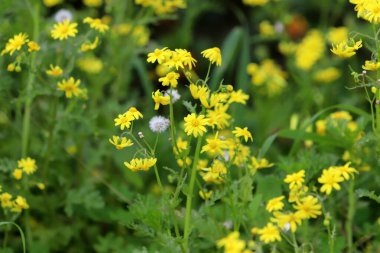 Doğal doğa geçmişi. İsrail 'de doğa yakın plan.