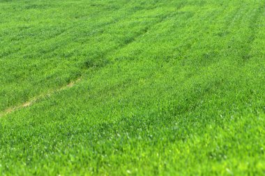 Doğal doğa geçmişi. İsrail 'de doğa yakın plan.