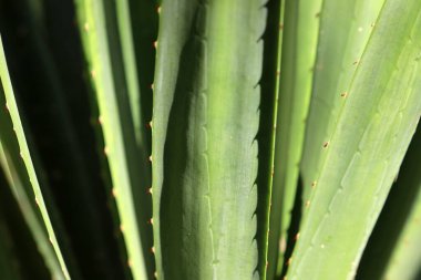 Doğal doğa geçmişi. İsrail 'de doğa yakın plan.