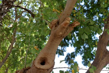 Doğal doğa geçmişi. İsrail 'de doğa yakın plan.