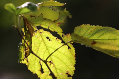 Doğal doğa geçmişi. İsrail 'de doğa yakın plan.