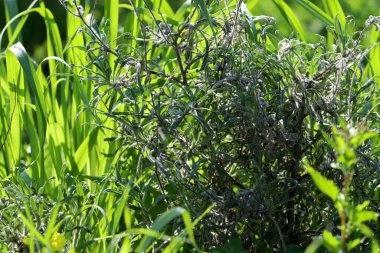 Doğal doğa geçmişi. İsrail 'de doğa yakın plan.