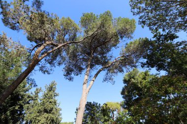 Şehir parkındaki uzun bir ağacın tacı.