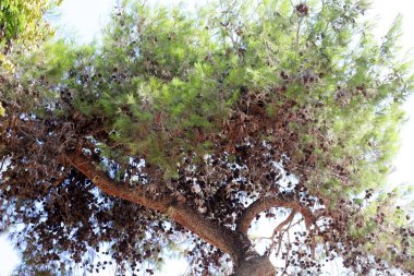 Şehir parkındaki uzun bir ağacın tacı.