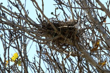 Şehir parkındaki uzun bir ağacın tacı.