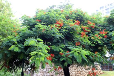 Şehir parkındaki uzun bir ağacın tacı.