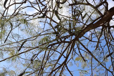 Şehir parkındaki uzun bir ağacın tacı.