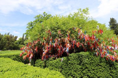 Şehir parkındaki uzun bir ağacın tacı.