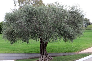 Şehir parkındaki uzun bir ağacın tacı.