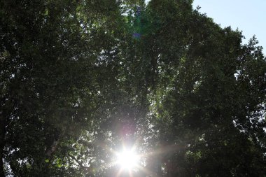 Şehir parkındaki uzun bir ağacın tacı.