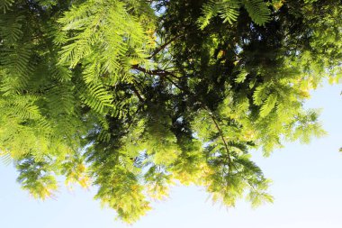 Şehir parkındaki uzun bir ağacın tacı.
