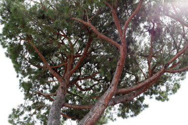 Şehir parkındaki uzun bir ağacın tacı.