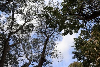 Şehir parkındaki uzun bir ağacın tacı.