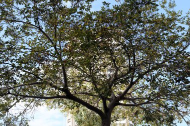Şehir parkındaki uzun bir ağacın tacı.