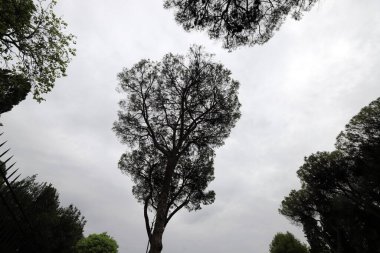 Şehir parkındaki uzun bir ağacın tacı.