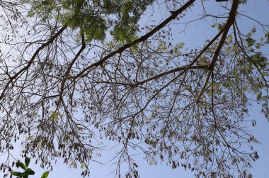 Şehir parkındaki uzun bir ağacın tacı.