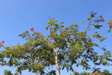Şehir parkındaki uzun bir ağacın tacı.