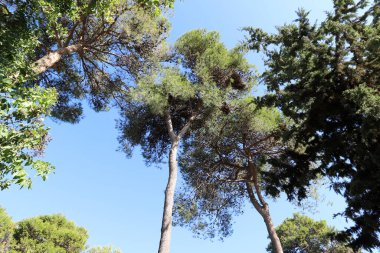 Şehir parkındaki uzun bir ağacın tacı.
