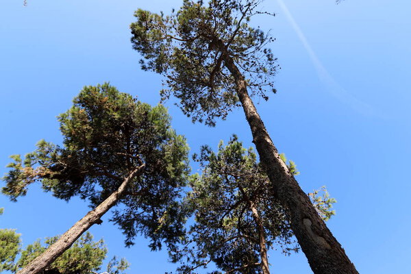 крона высокого дерева в городском парке