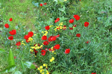 İsrail 'de bir şehir parkında parlak çiçekler.