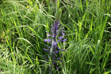 İsrail 'de bir şehir parkında parlak çiçekler.